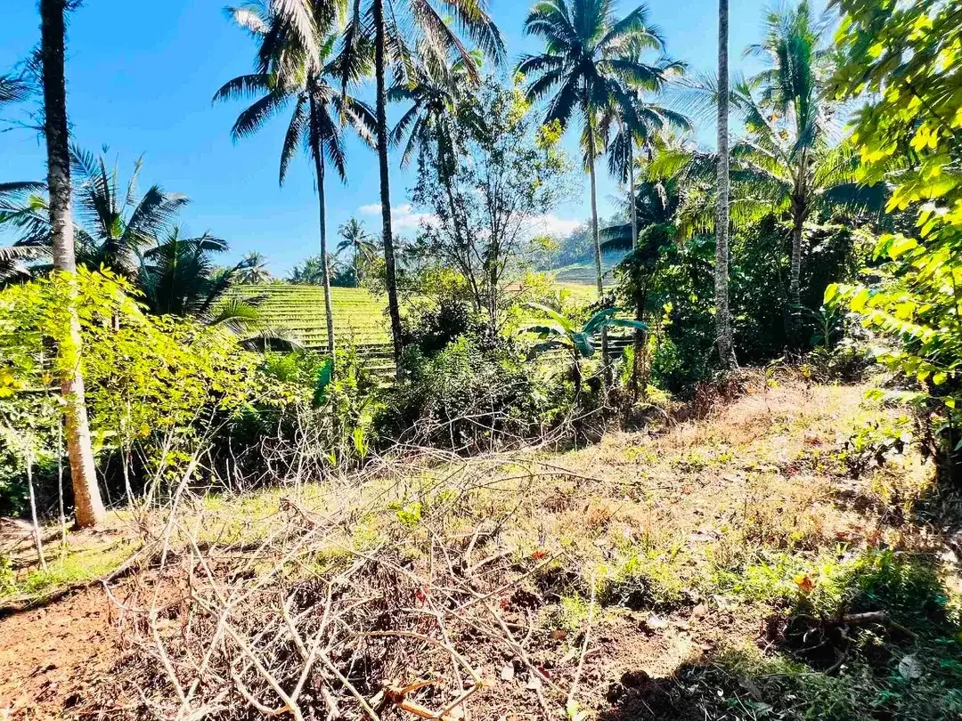 jual tanah Luas 950 m² harga 380 juta global, kawasan villa jarang ada, di tabanan bali. - Image 6 of 10