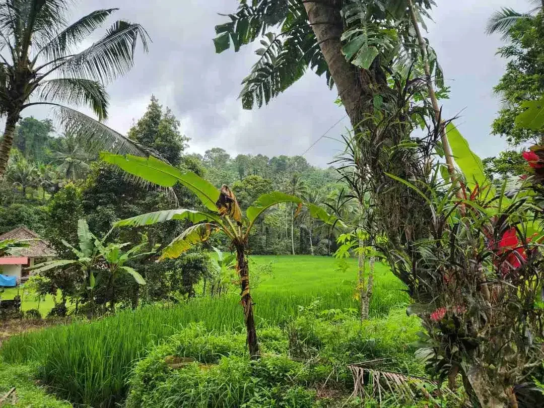 Tanah Cantik View Terasering Sawah Nuansa Bali Asri di Penebel - Image 9 of 10