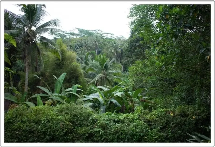 Discover Freehold Stunning Forest View Land In Keliki Village – Ubud - Image 1 of 8