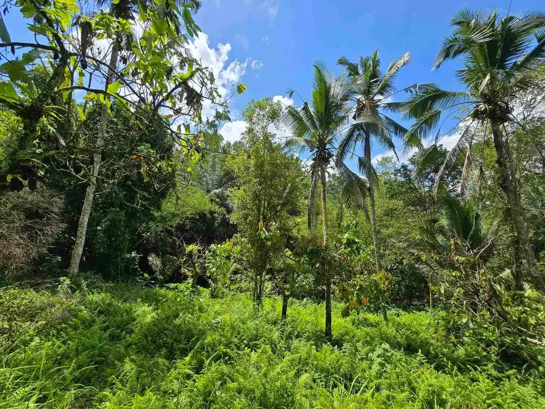 Dijual tanah murah los sungai air jernih di bali - Image 4 of 10
