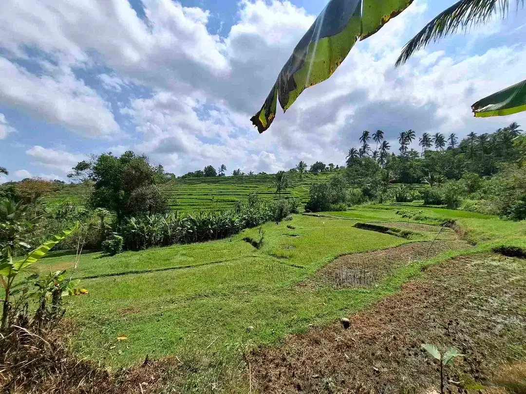 tanah kebun strategis dekat fasilatas umum dan tempat wisata mendapatkan view sawah terasering - Image 4 of 10