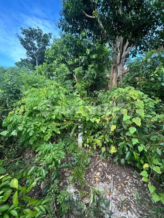 Lahan Premium di Ungasan Hanya 10 Menit ke Pantai Melasti dan Gwk - Image 2 of 4