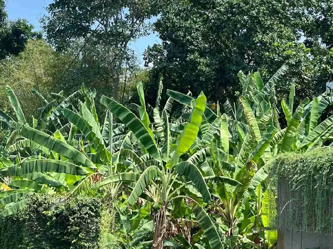 Tanah untuk di jual - Image 2 of 3