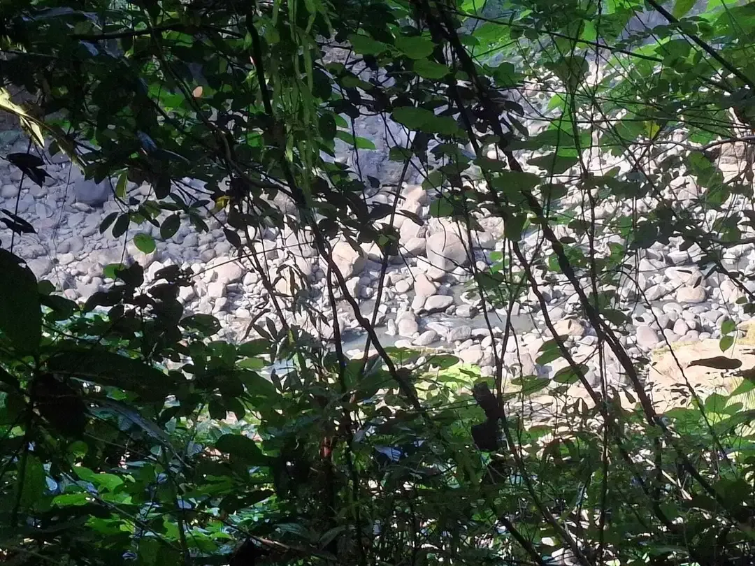 Dijual tanah los sungai dengan view sawah di tabanan bali - Image 10 of 10