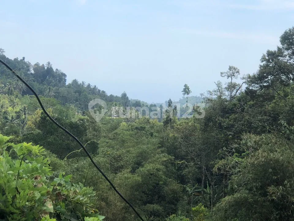 Murah 15 Jt Per Are Tanah Kebun Subur Punya Mata Air Sawan Buleleng Bali - Image 2 of 4