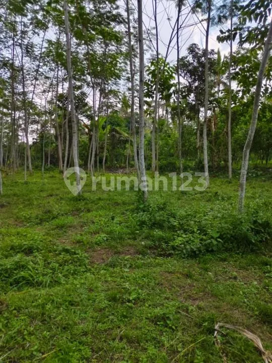 Dijual Tanah Murah di Bawah Harga Pasar - Taro, Utara Ubud - Image 4 of 4