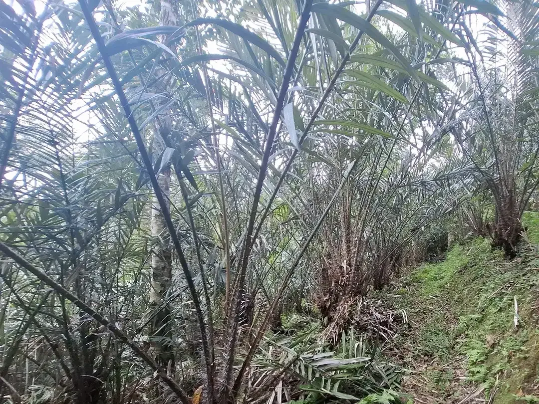 Dijual tanah kebun salak di selemadeg tabanan bali - Image 5 of 8