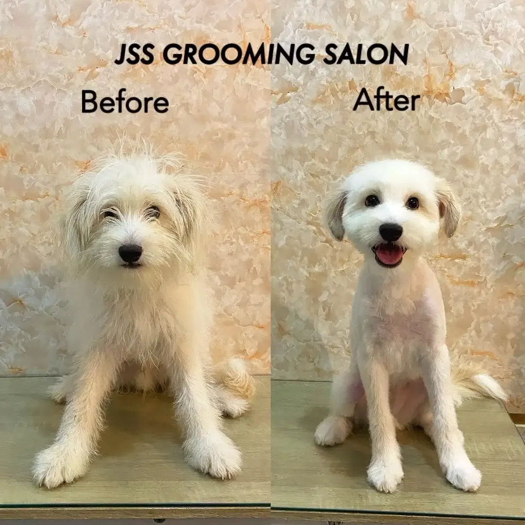 Jss grooming salon anjing - Image 3 of 10