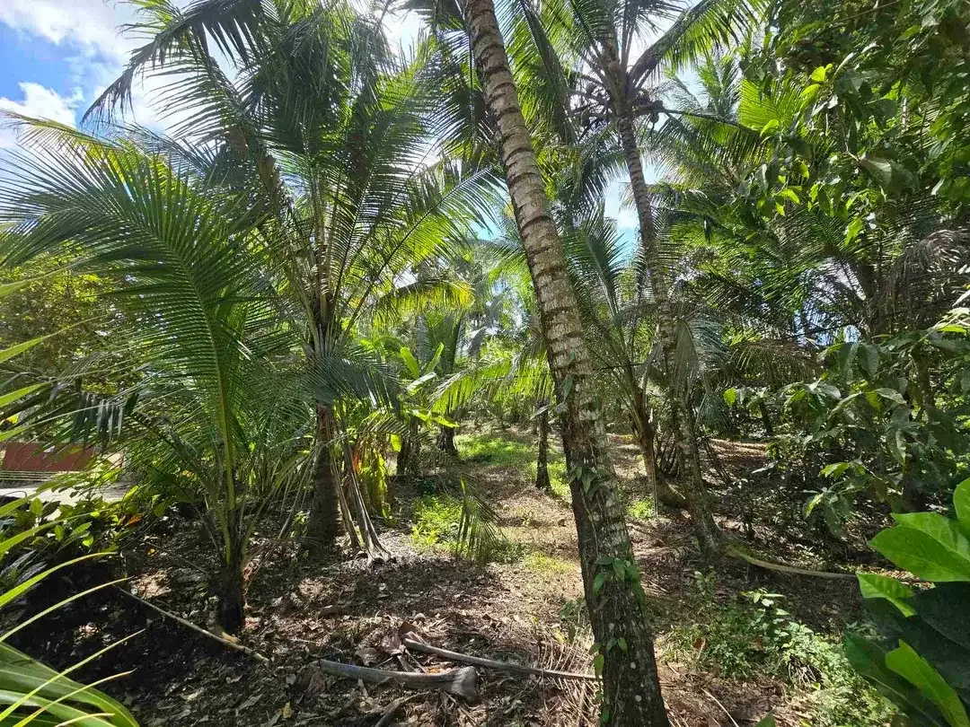 Dijual tanah datar view lambah cocok buat hunian villa di tabanan bali - Image 7 of 10