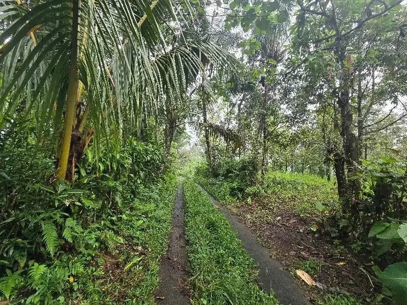 Dijual tanah kebun durian di tabanan bali - Image 7 of 8