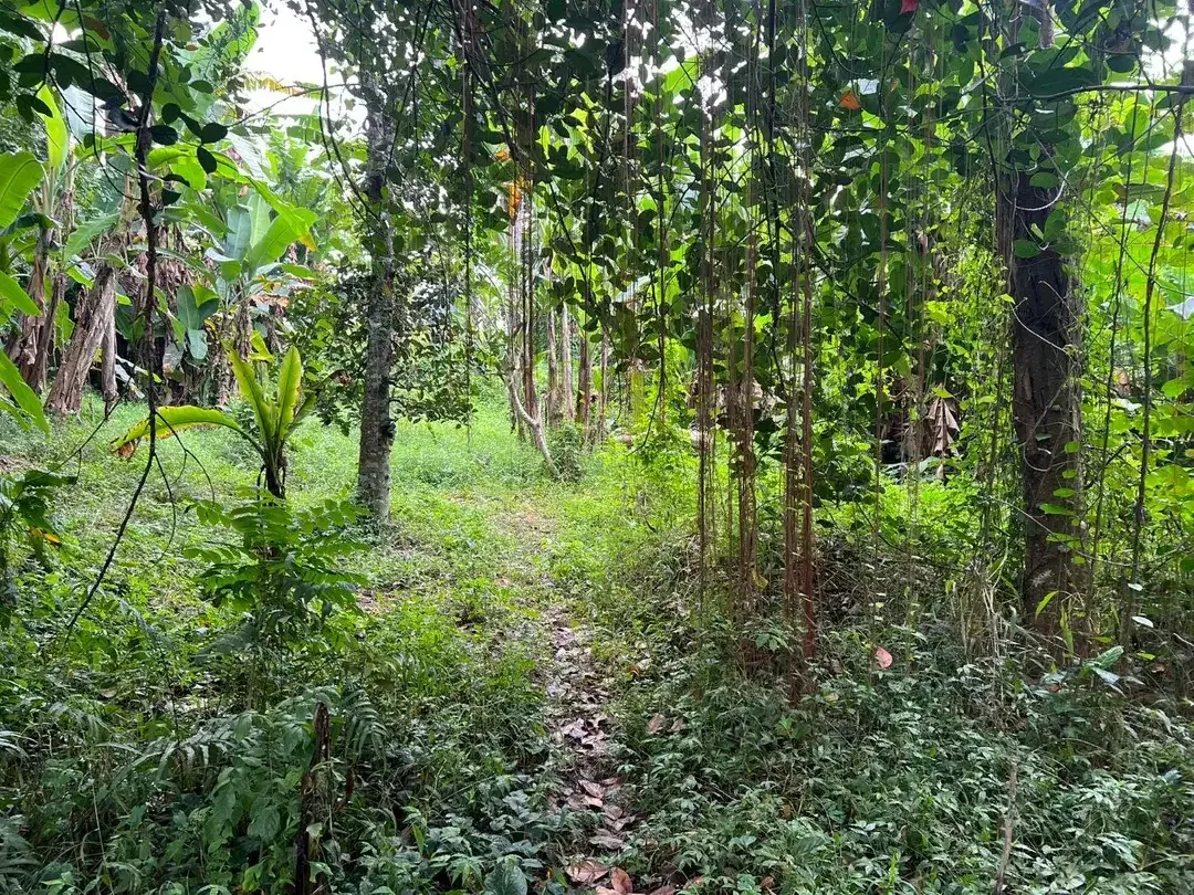 Exceptional Leasehold Land in Ubud - 19 Are Prime Land with Peaceful Jungle View near Ubud Center - Image 2 of 10