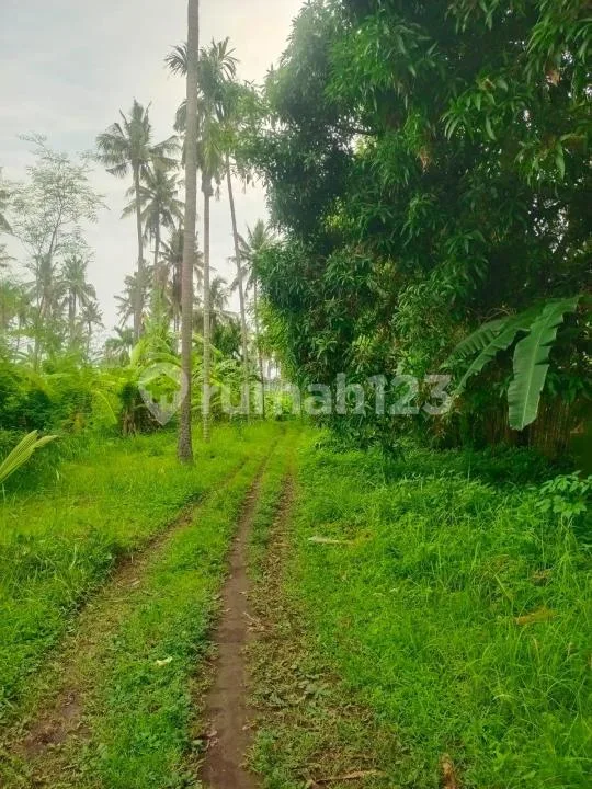 Tanah Lost Pantai Sungai Lovina #8438 - Image 3 of 4