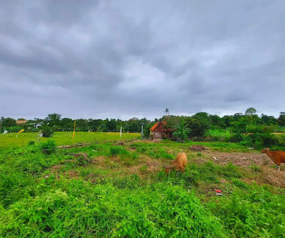 DIJUAL TANAH VIEW SAWAH LOKASI BERAWA CANGGU - Image 1 of 9