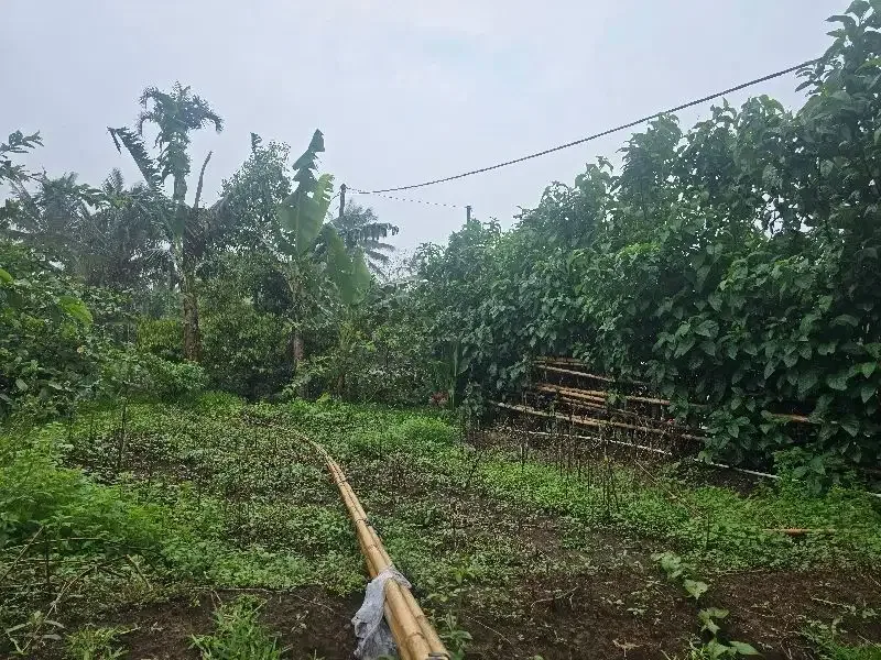 Dijual tanah kebun durian view lembah dan gunung - Image 2 of 8