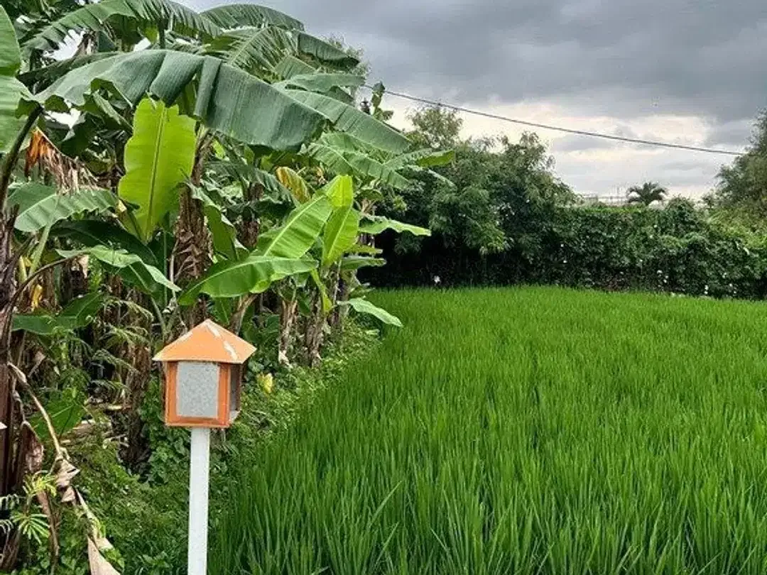 Premium 7.58 Are Freehold Rice Field View Land For Sale In Berawa - Image 7 of 8