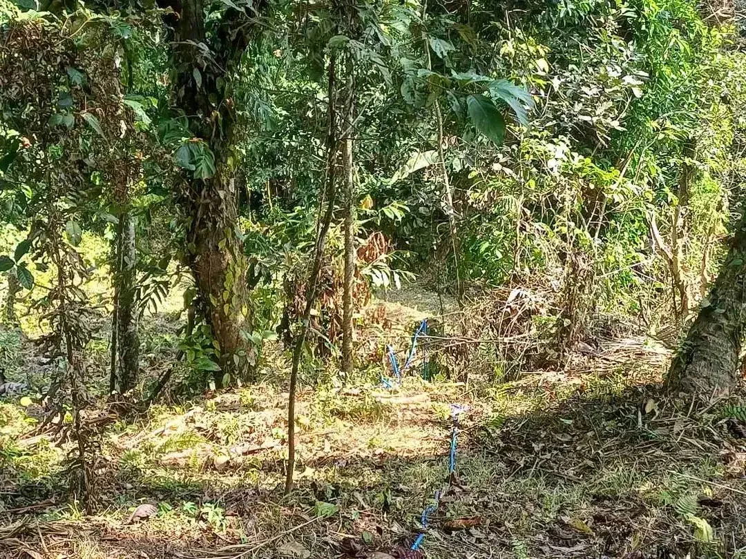 Dijual Tanah Kebun - Image 6 of 10