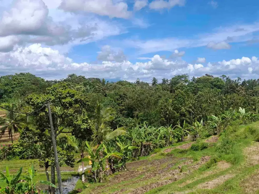 dijual tanah sawah view 5 gunung di bali - Image 6 of 10