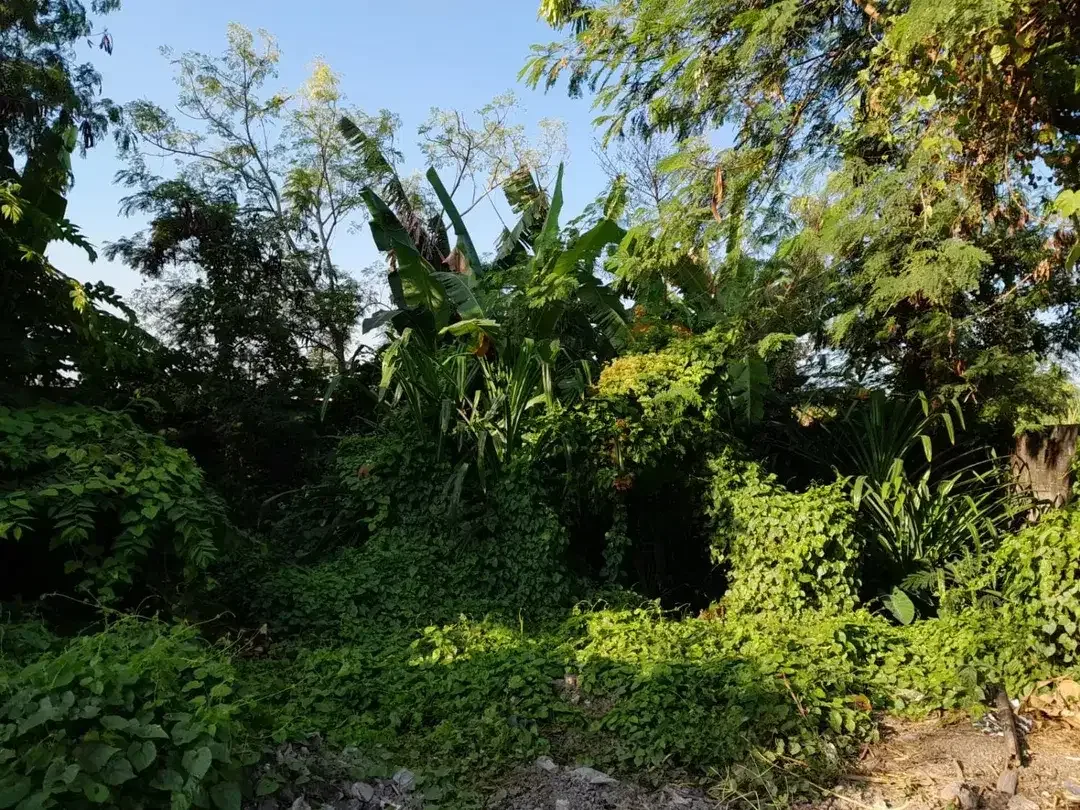 Dijual Tanah Siap Bangun Dekat Canggu dengan View Sawah, Hadap Selatan, dan Lingkungan Villa - Image 5 of 10