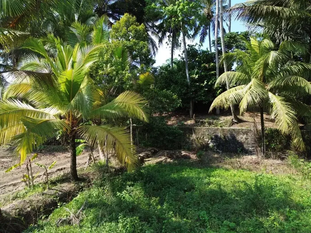 [DIJUAL] Tanah Matang 10,5 Are Zona Campuran di Mambal Badung – Dekat Green School & Ubud - Image 10 of 10