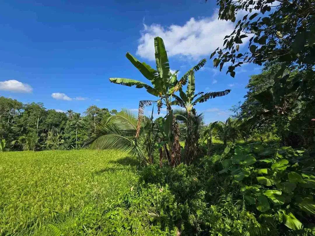 tanah luasan kecil sangat strategis di kawasan wisatasa di tabanan dengan view sawah terasering - Image 4 of 10
