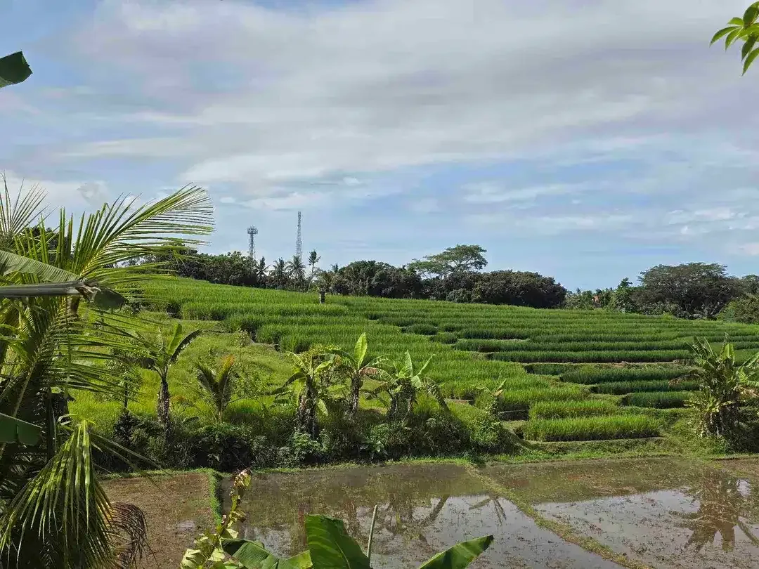Dijual tanah dekat kota view sawah dan gunung di tabanan bali - Image 1 of 10