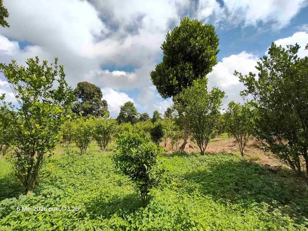 Tanah Kebun Jeruk Bisa untuk Kandang Peternakan di Kintamani Bali - Image 4 of 5