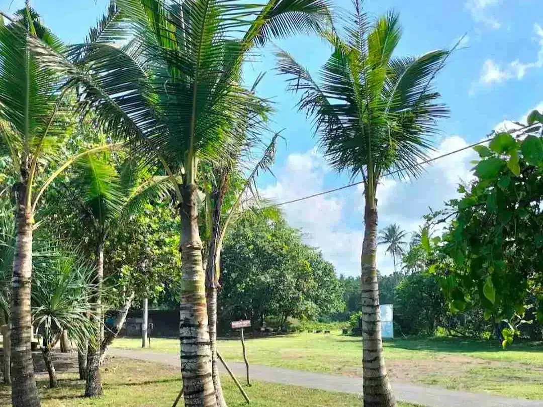 Beach Front Land in Kelecung Tabanan Bali - Image 4 of 5