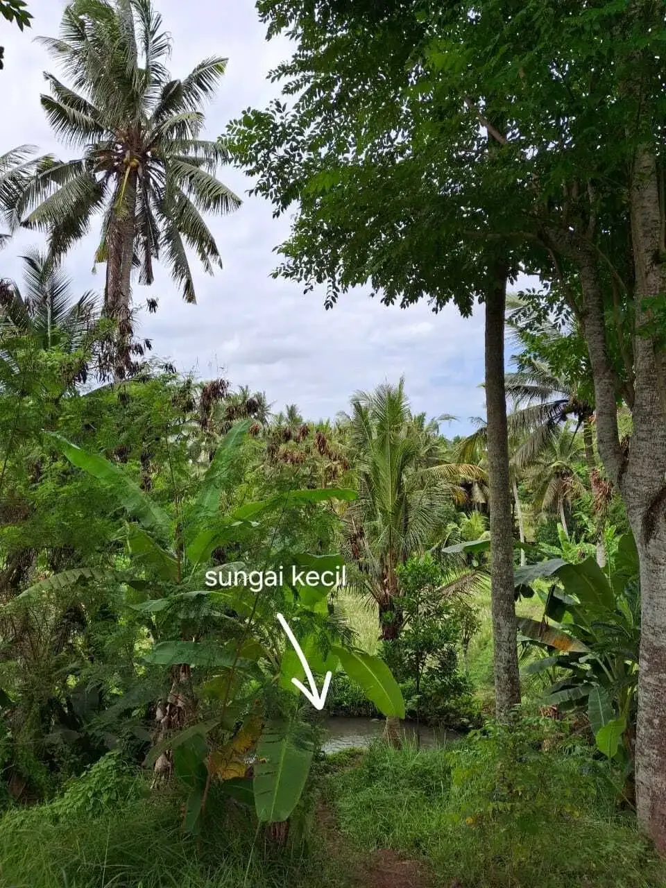 Dijual Tanah 23 are di daerah ubud - Image 7 of 9