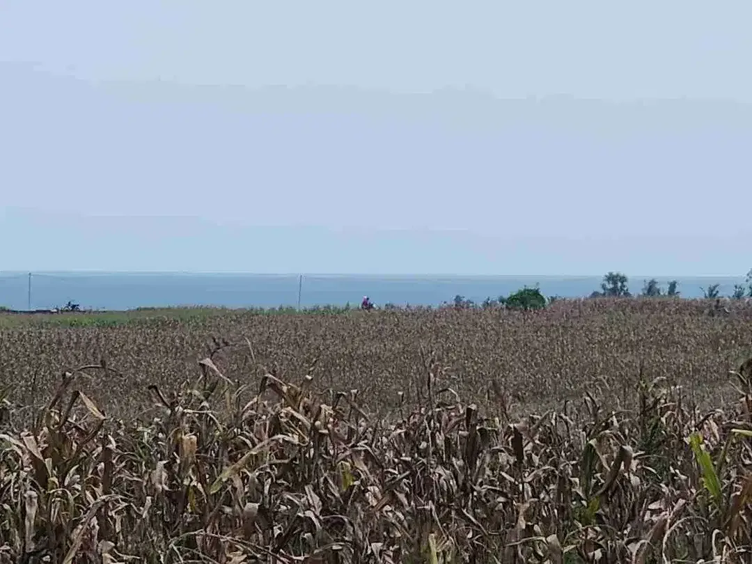 Tanah Langka Full View Sawah dan Laut di Kelecung Tabanan - Image 10 of 10
