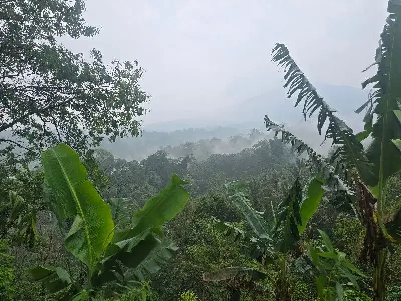 Dijual tanah kebun durian view lembah dan gunung - Image 6 of 8