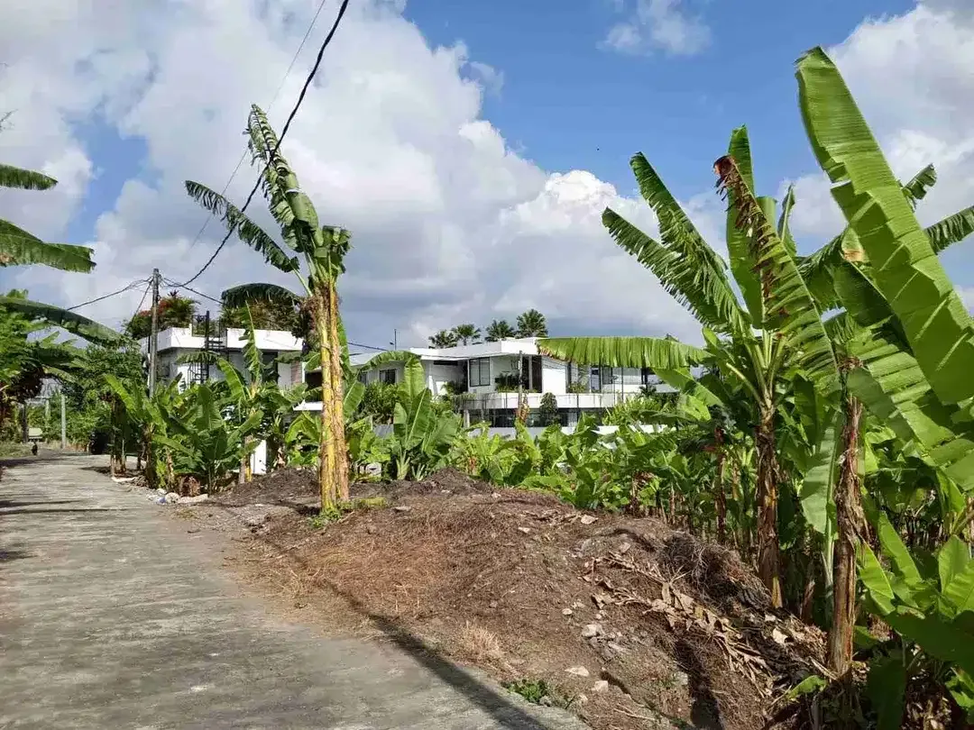 Tanah 3,1 are di Tumbak Bayuh Pererenan Dekat Canggu Batu Bolong Seseh - Image 2 of 10