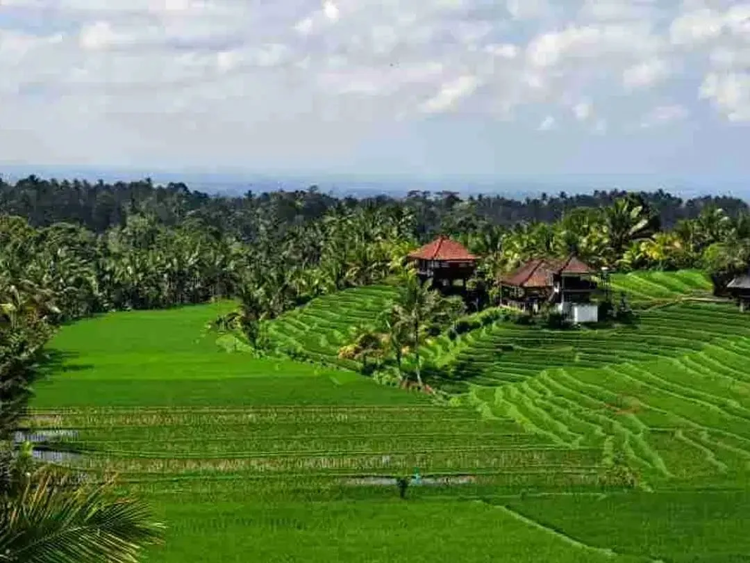 dijual Tanah Kebun Durian, Tabanan, Bali - Image 6 of 10