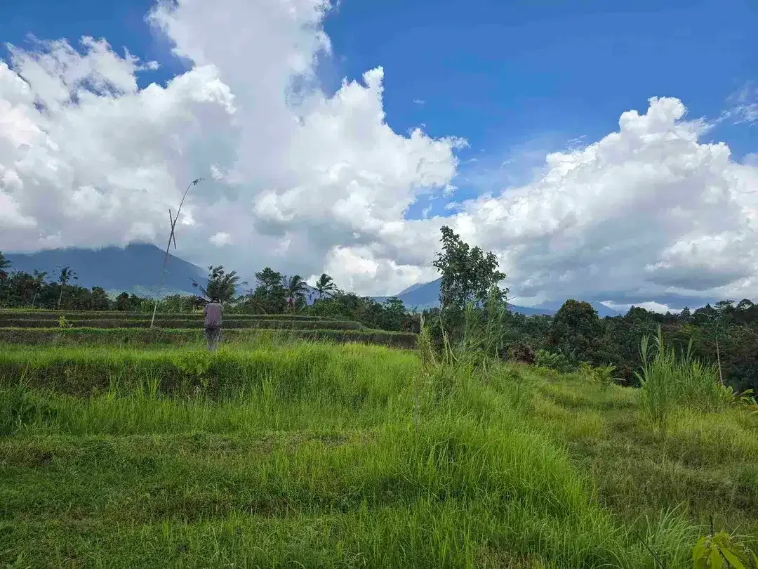 Dijual tanah view sawah dan gunung laut di bali - Image 3 of 10