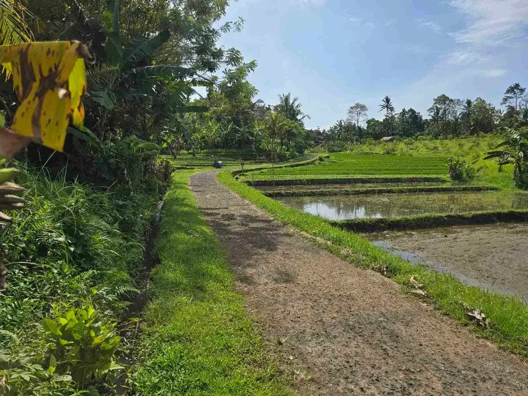 Dijual tanah dekat kota view sawah dan gunung di tabanan bali - Image 8 of 10