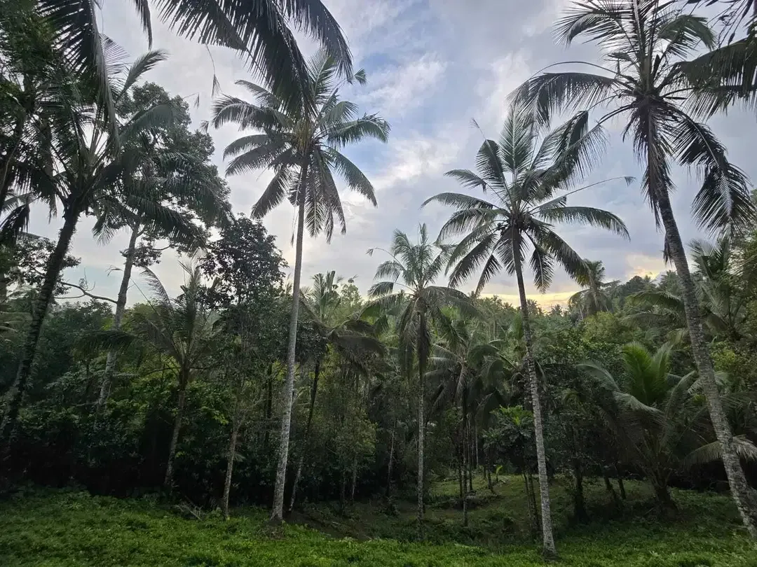 Dijual tanah kebun subur dengan view jugle dan los sungai kecil - Image 7 of 10