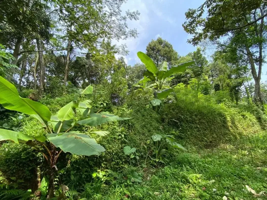 FREEHOLD LAND FOR SALE IN UBUD - Image 7 of 8