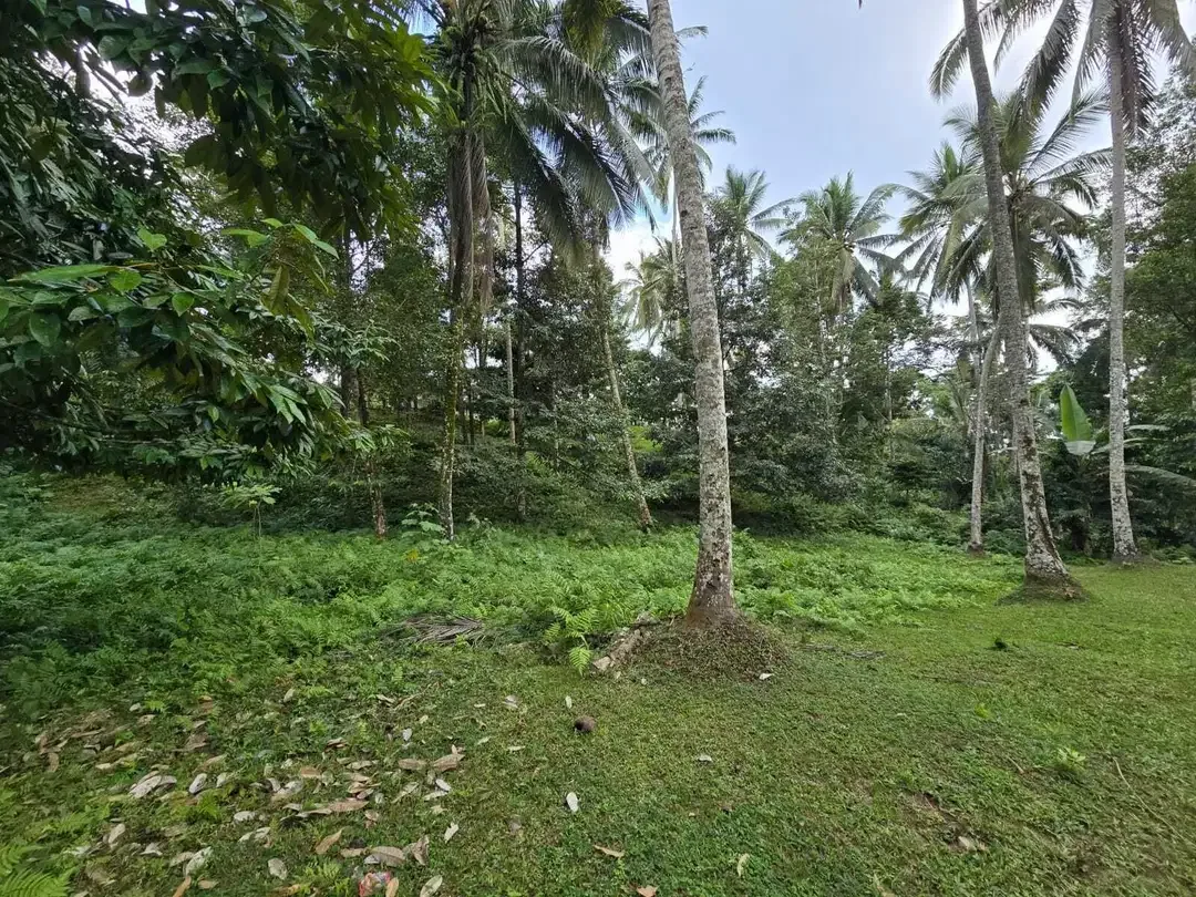 Dijual tanah dengan  sungai view sawah terasering bali - Image 6 of 10