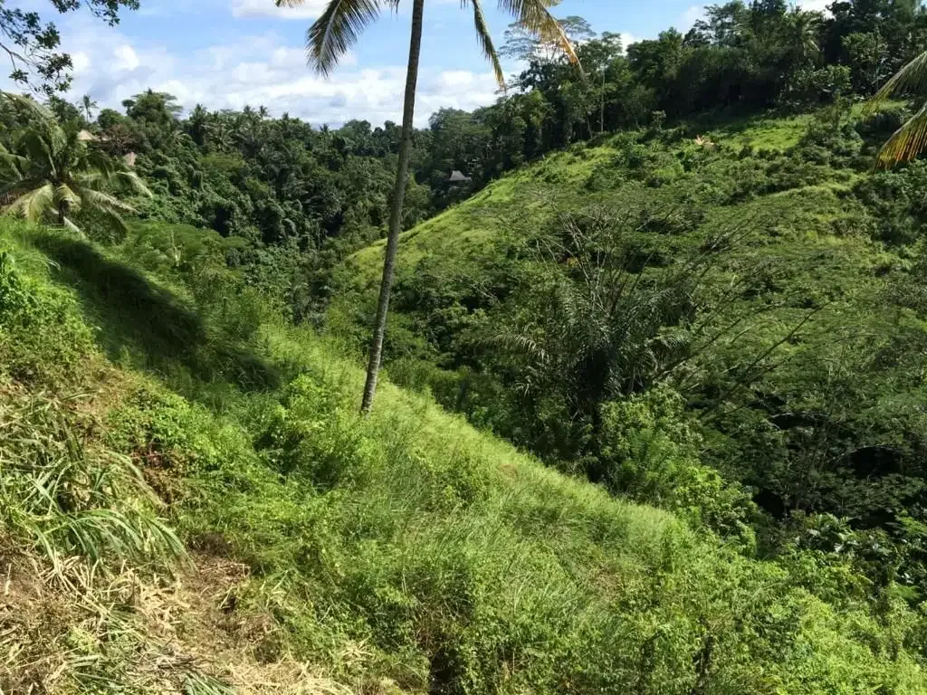 Tanah Tebing Dengan Panorama Hutan Dan Sungai di Ubud Bali - Image 8 of 10