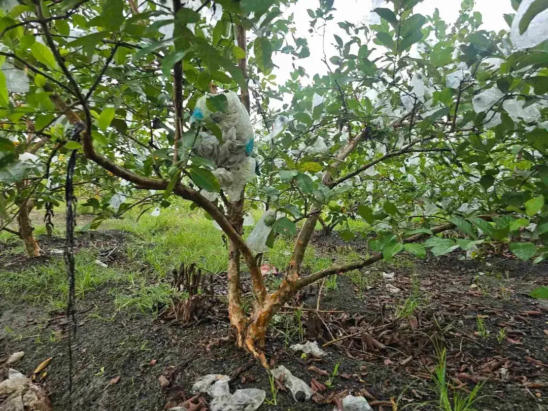 DIJUAL TANAH DATAR JAMBU KRISTAL DI TABANAN BALI - Image 9 of 10