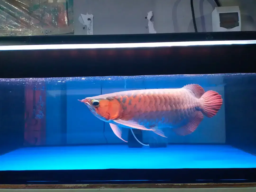 Arwana / Arowana Super Red Kalimantan 45CM ( Warna Full Blok ) - Image 5 of 5