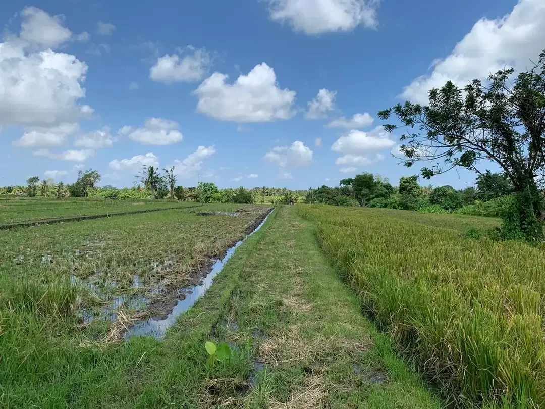 TANAH SANGAT LUAS DENGAN VIEW SAWAH LOKASI KEDIRI TABANAN - Image 9 of 9