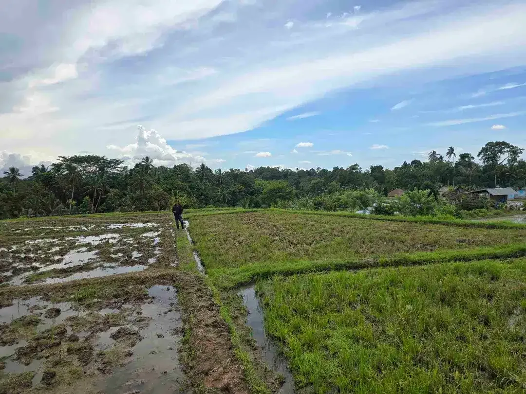 Dijual tanah murah view gunung sawah dan laut di tabanan bali - Image 5 of 9