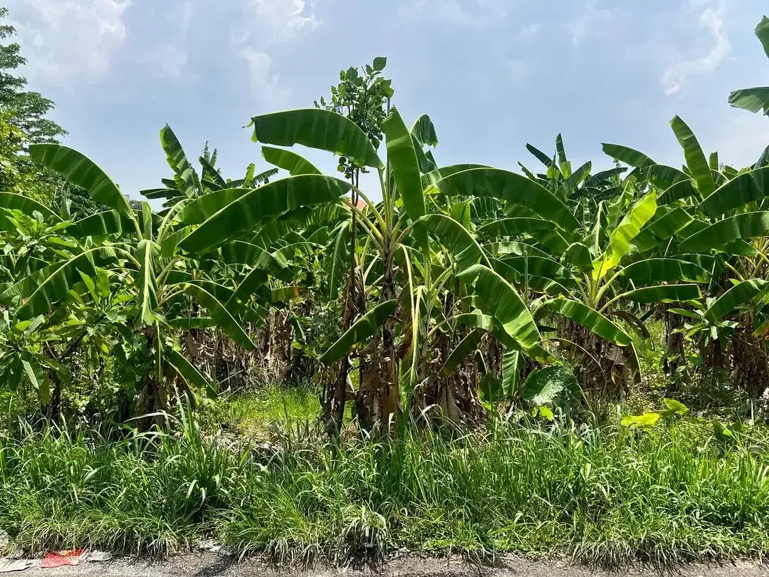 Freehold - Prime Land for Sale in Berawa, Canggu,Bali-Ideal for Villas - Image 1 of 8