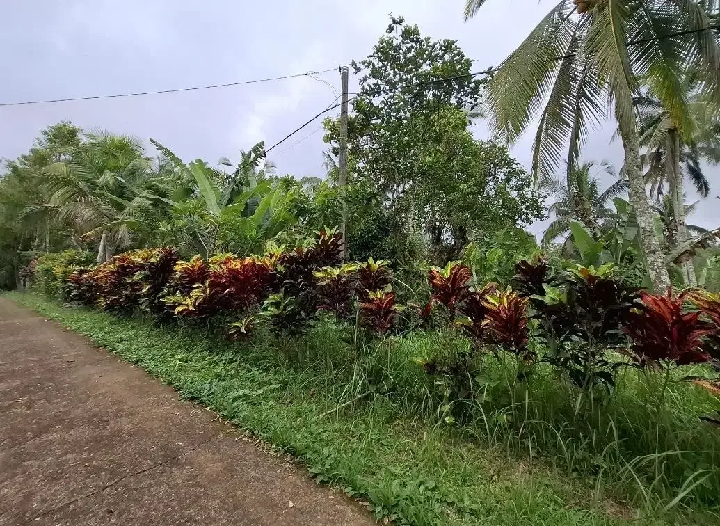 Dijual tanah kebun murah berisi pohon durian di tabanan - Image 10 of 10