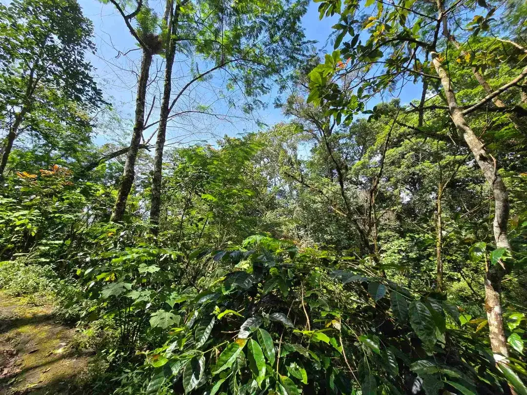 DIJUAL TANAH KEBUN KOPI ARABICA VIEW LAUT DAN GUNUNG DI TABANAN BALI - Image 4 of 10