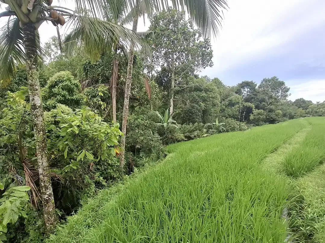 Dijual tanah sawah murah di selemadeg tabanan - Image 4 of 9