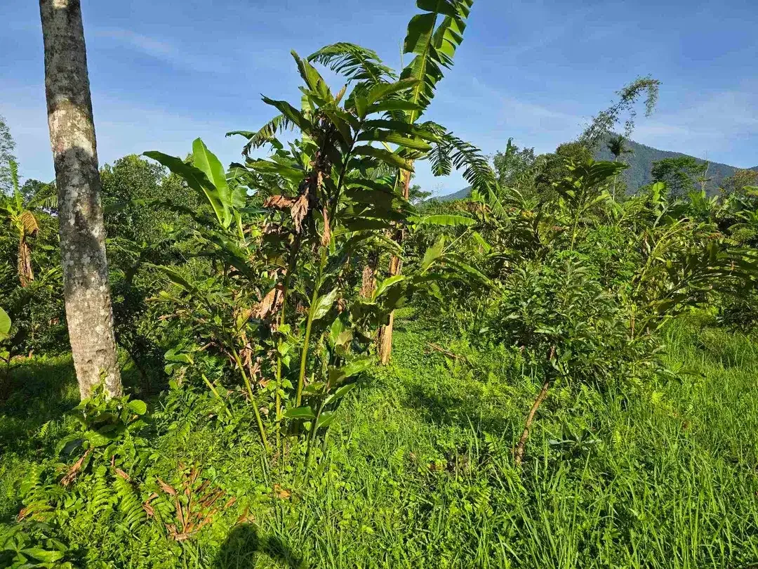 Dijual tanah murah view gunung cantik di tabanan bali - Image 9 of 10