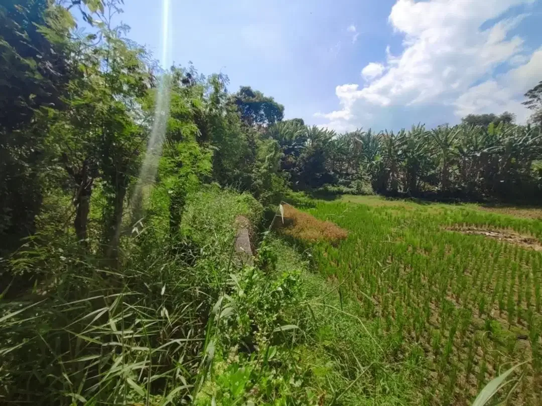 Tanah Dijual Cepat Dekat Pantai Yeh Gangga - Image 3 of 10