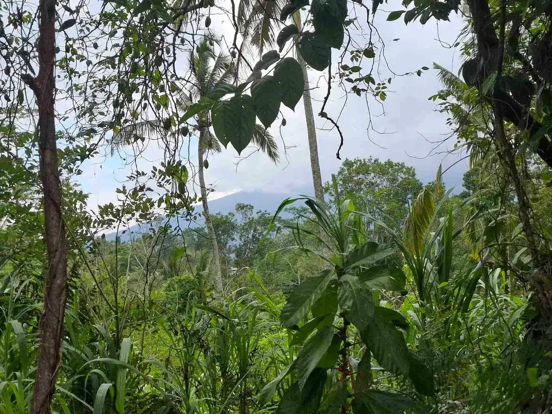 tanah view sawah dan gunung akses jalan aspal didaerah wisata angsri - Image 4 of 10
