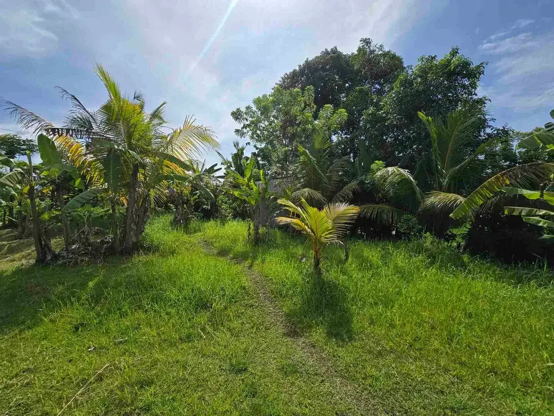Dijual tanah dekat kota view sawah dan gunung di tabanan bali - Image 5 of 10